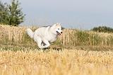 SIBERIAN HUSKY 019